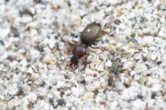 Obese Point-bearing Beetle thumbnail 3