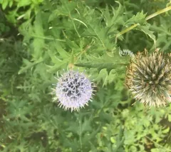 Glandular Globe-thistle thumbnail 3