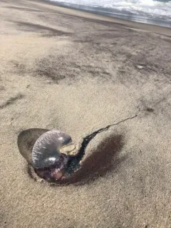 Portuguese Man o' War thumbnail 2