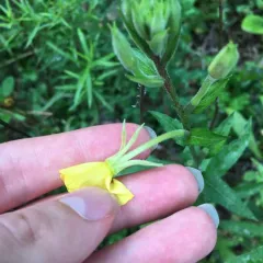 northern evening-primrose thumbnail 5