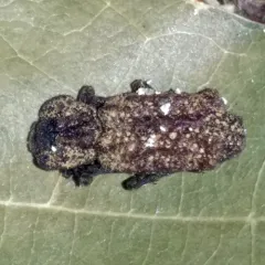 Eastern Ironclad Beetle thumbnail 1