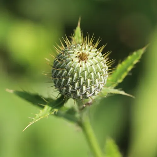 Tall Thistle