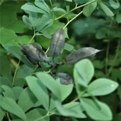 tall blue wild indigo thumbnail 4