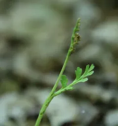 matricary grapefern thumbnail 2
