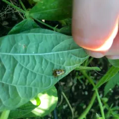 Bean Leaf Beetle thumbnail 3