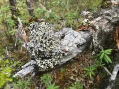 Crab Eye Lichen thumbnail 4