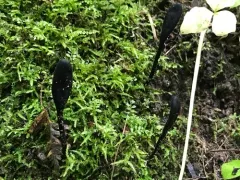 Short-spored Earthtongue thumbnail 2
