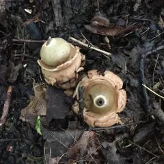 Collared Earthstar thumbnail 2