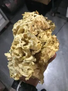Cabbage-Head Fungus thumbnail 2