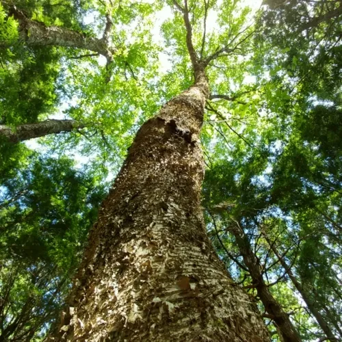 yellow birch