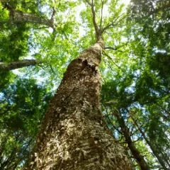 yellow birch thumbnail 1