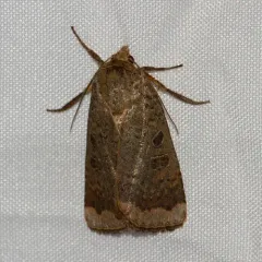 Lesser Yellow Underwing thumbnail 2