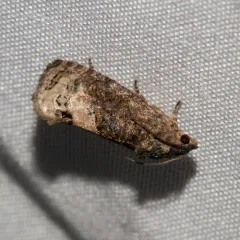 Locust Twig Borer Moth thumbnail 4