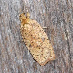 Thelma's Agonopterix Moth thumbnail 2