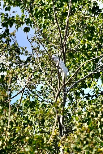 Tanimbar Corella