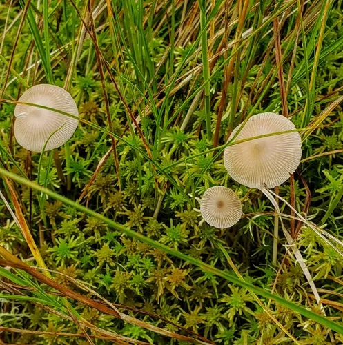 sphagnum greyling