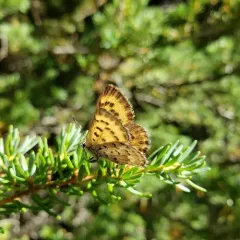 Mariposa Copper thumbnail 2