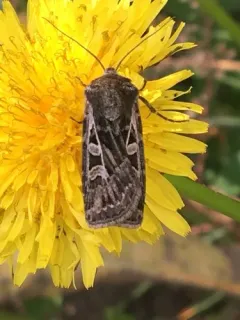 Ridings' Dart Moth thumbnail 2