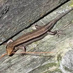 Common Five-lined Skink thumbnail 3
