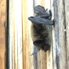 Long-eared Myotis thumbnail 3