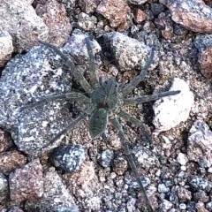 Melocosa fumosa thumbnail 2