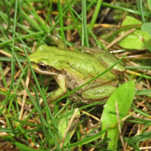Boreal Chorus Frog