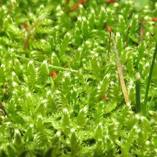 Sickle-leaved Hook-moss