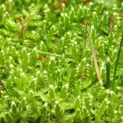 Sickle-leaved Hook-moss thumbnail 1