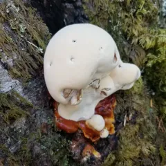 West Coast Reishi thumbnail 4