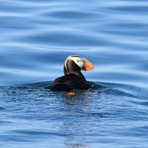 Tufted Puffin
