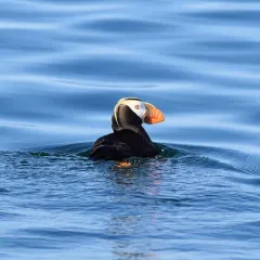 Tufted Puffin thumbnail 1