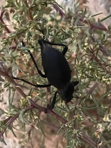 Eleodes longipilosa