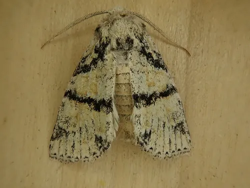 Brachylomia discolor