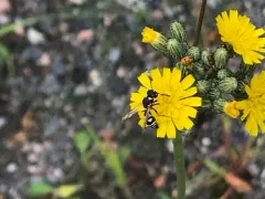 Stenodynerus anormis thumbnail 2