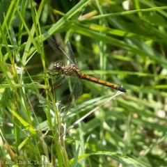 Seaside Dragonlet thumbnail 3