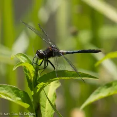 Belted Whiteface thumbnail 3