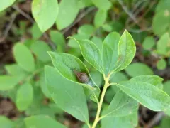 Difoliate Orbweaver thumbnail 2