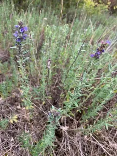 Hyssop thumbnail 2