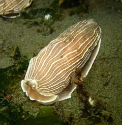 Striped Nudibranch thumbnail 1