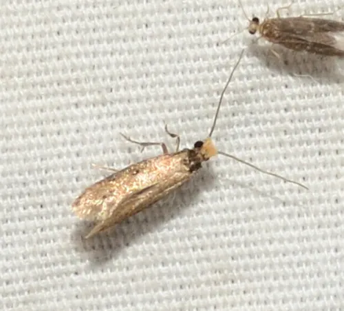 Curved-lined Homostinea Moth