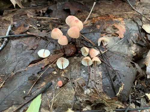 rosy parachute