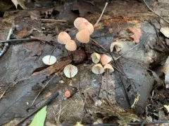 rosy parachute thumbnail 1