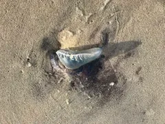 Portuguese Man o' War thumbnail 1