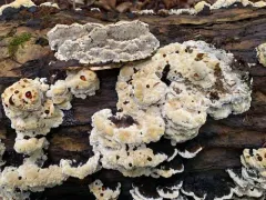 Inonotus glomeratus thumbnail 3