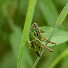 Roesel's Bush-cricket thumbnail 2