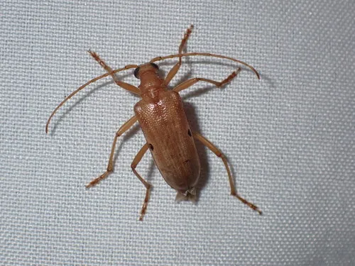 Centrodera dayi