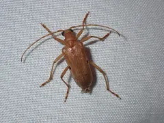 Centrodera dayi thumbnail 1