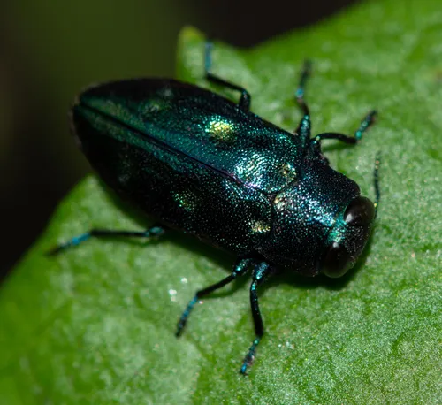 Chrysobothris azurea
