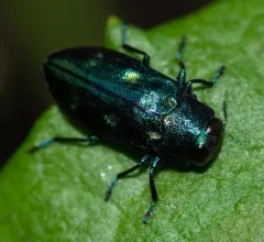 Chrysobothris azurea thumbnail 1