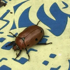 Grapevine Beetle thumbnail 2